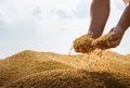 Hands of peasant holding soy beans