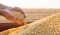 Hands of peasant holding soy beans