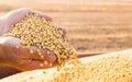 Hands of peasant holding soy beans