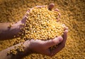 Hands of peasant holding soy beans