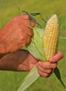 Hands Peeling Corn