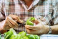 Hands of people holding a knife and bergamot fruit are slicing Royalty Free Stock Photo