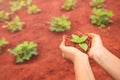 Hands of people holding soil and young plant. Ecology and growing plant concept Royalty Free Stock Photo