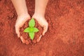 Hands of people holding soil and young plant. Ecology and growing plant concept Royalty Free Stock Photo