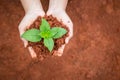 Hands of people holding soil and young plant. Ecology and growing plant concept Royalty Free Stock Photo