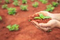 Hands of people holding soil and young plant. Ecology and growing plant concept Royalty Free Stock Photo