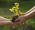 Hands of people with plant Royalty Free Stock Photo