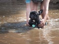 Hands person bathe the dog in the lake. The dog is unhappy, in the water droplets