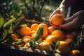 hands of person gardener harvest ripe oranges in garden in summer. Generative AI illustration