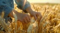 The hands in wheat field.AI generated image Royalty Free Stock Photo