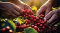 hands holding a bunch of coffee beans, harvest for coffee beans, close-up of hands picking up of coffee beans