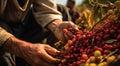 hands holding a bunch of coffee beans, harvest for coffee beans, close-up of hands picking up of coffee beans