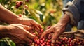 hands holding a bunch of coffee beans, harvest for coffee beans, close-up of hands picking up of coffee beans