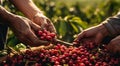 hands holding a bunch of coffee beans, harvest for coffee beans, close-up of hands picking up of coffee beans