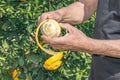 Hands of person peeling with knife a fresh juicy fruit from orange tree in garden. The concept of healthy eating organic fruits