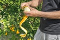 Hands of person peeling with knife a fresh juicy fruit from orange tree in garden. Concept of healthy life style, eating organic