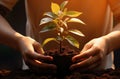 hands of a person planting a plant