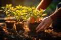 hands of a person planting a plant