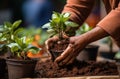 hands of a person planting a plant