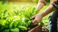 hands pick some fresh lettuce