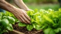 hands pick some fresh lettuce