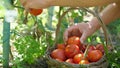 Hands Picking Biological Tomatoes in the Garden