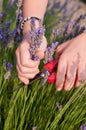 Lavander flowers picking