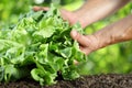 Hands picking lettuce, plant in vegetable garden, close up