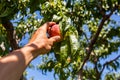 Hands picking peach fruits, orchard tree Royalty Free Stock Photo