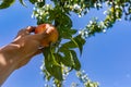 Hands picking peach fruits, orchard tree Royalty Free Stock Photo