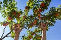 Hands picking peach fruits, orchard tree Royalty Free Stock Photo