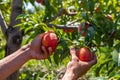 Hands picking peach fruits, orchard tree Royalty Free Stock Photo