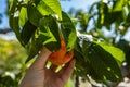 Hands picking peach fruits, orchard tree Royalty Free Stock Photo