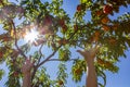 Hands picking peach fruits, orchard tree Royalty Free Stock Photo