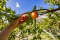 Hands picking peach fruits, orchard tree Royalty Free Stock Photo