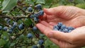 Hands picking ripe blueberry from plants in the garden after the rain. Blueberries harvesting Royalty Free Stock Photo