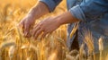 The hands harvesting wheat.AI generated image Royalty Free Stock Photo