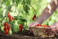 Hands picking tomatoes from plant to vegetable garden Royalty Free Stock Photo