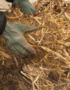 Hands picking up hay Royalty Free Stock Photo