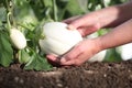 hands picking white eggplant from the plant in vegetable garden, close up