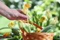 Hands picking zucchini flowers with basket in vegetable garden,