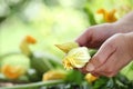 Hands picking zucchini flowers in vegetable garden