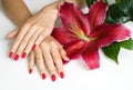 Hands with pink manicure and lily Royalty Free Stock Photo