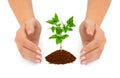 Hands and plant Royalty Free Stock Photo