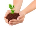 Hands and plant Royalty Free Stock Photo