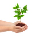 Hands and plant Royalty Free Stock Photo