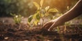 Hands plant a young sapling in a community garden, contributing to a greener and more sustainable urban environment