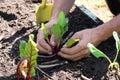 Hands planting lettuce