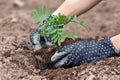 Hands planting marigolds in the garden Royalty Free Stock Photo