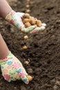 Hands are planting potatoes. spring planting of potatoes. The planting season has begun